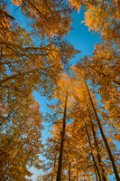 Autum